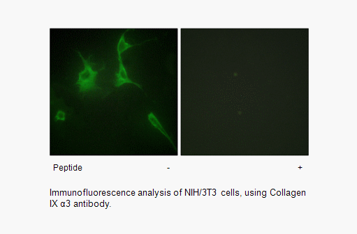 Product image for Collagen IX &alpha;3 Antibody