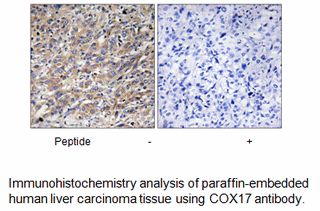 Product image for COX17 Antibody