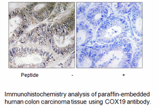 Product image for COX19 Antibody