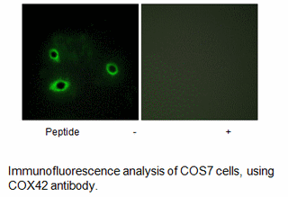 Product image for COX42 Antibody