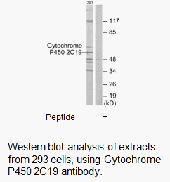 Product image for Cytochrome P450 2C19 Antibody