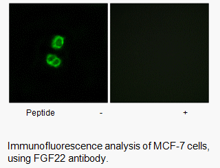 Product image for FGF22 Antibody