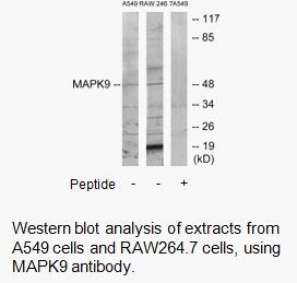 Product image for MAPK9 Antibody