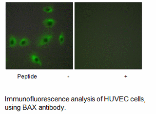 Product image for BAX Antibody