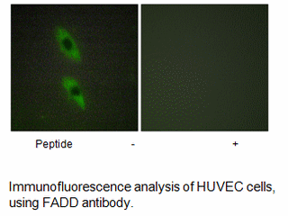 Product image for FADD Antibody