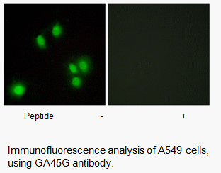 Product image for GA45G Antibody