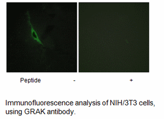 Product image for GRAK Antibody