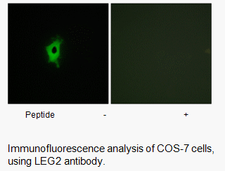 Product image for LEG2 Antibody