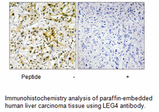 Product image for LEG4 Antibody