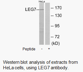 Product image for LEG7 Antibody