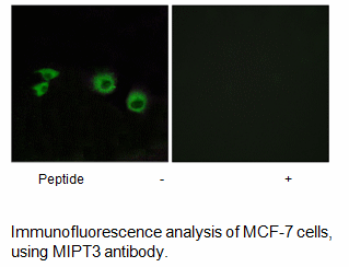 Product image for MIPT3 Antibody