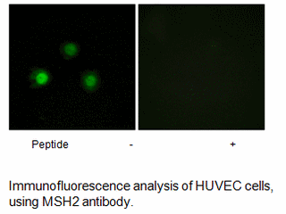 Product image for MSH2 Antibody