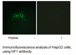 Product image for NF1 Antibody