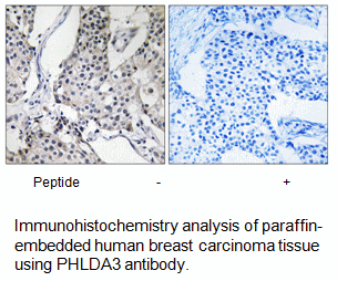 Product image for PHLDA3 Antibody