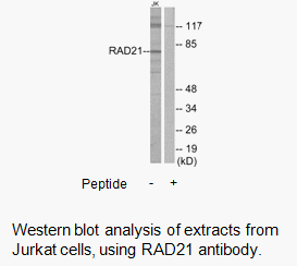 Product image for RAD21 Antibody