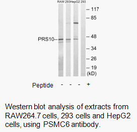 Product image for PSMC6 Antibody