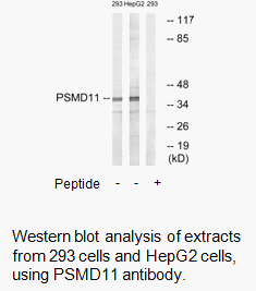 Product image for PSMD11 Antibody