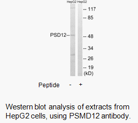 Product image for PSMD12 Antibody