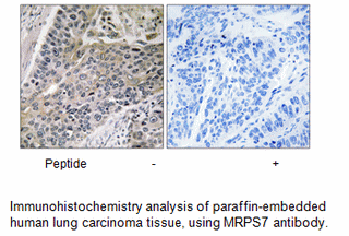 Product image for MRPS7 Antibody