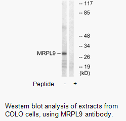 Product image for MRPL9 Antibody