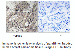 Product image for RPL3 Antibody