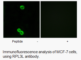 Product image for RPL3L Antibody