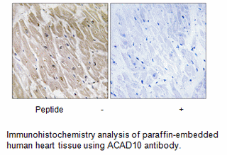 Product image for ACAD10 Antibody