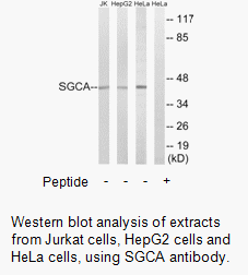 Product image for SGCA Antibody