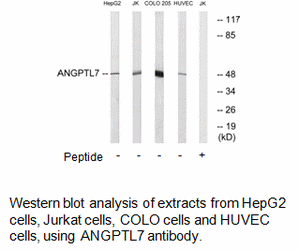 Product image for ANGPTL7 Antibody