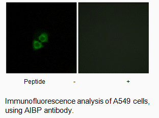 Product image for AIBP Antibody