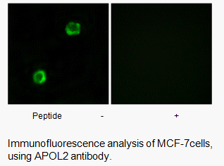 Product image for APOL2 Antibody