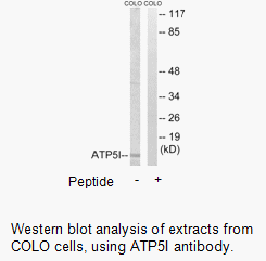 Product image for ATP5I Antibody