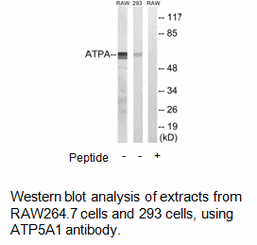 Product image for ATP5A1 Antibody