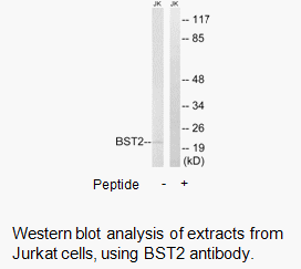 Product image for BST2 Antibody