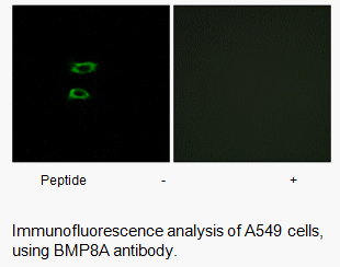 Product image for BMP8A Antibody