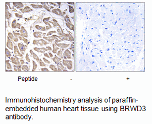 Product image for BRWD3 Antibody