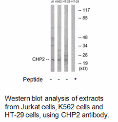 Product image for CHP2 Antibody