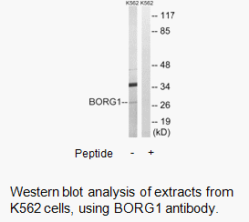 Product image for BORG1 Antibody