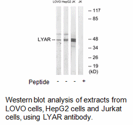 Product image for LYAR Antibody