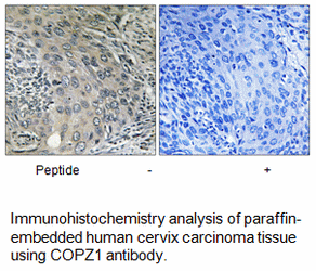 Product image for COPZ1 Antibody