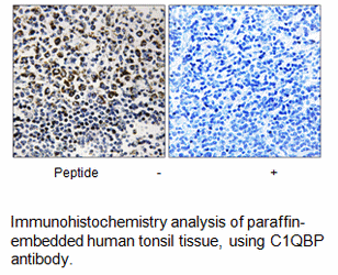 Product image for C1QBP Antibody