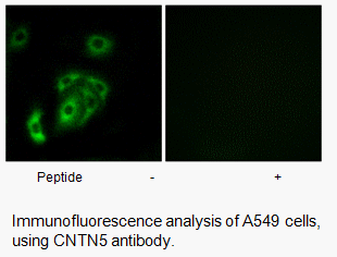 Product image for CNTN5 Antibody