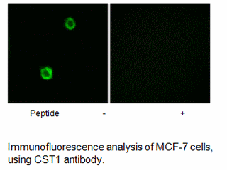 Product image for CST1 Antibody