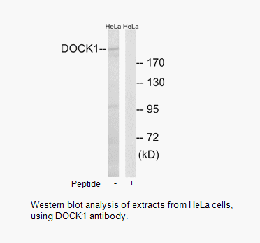 Product image for DOCK1 Antibody