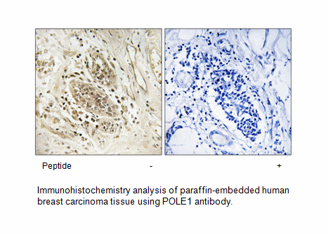 Product image for POLE1 Antibody