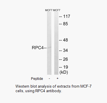 Product image for RPC4 Antibody