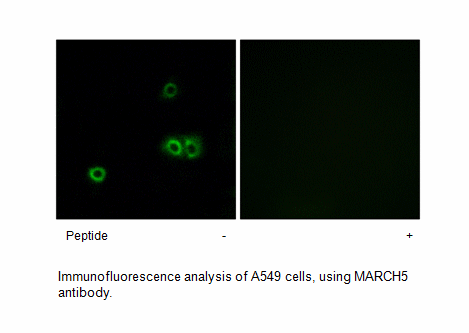 Product image for MARCH5 Antibody