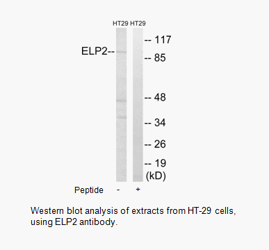 Product image for ELP2 Antibody