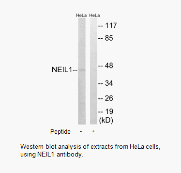 Product image for NEIL1 Antibody