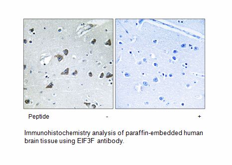 Product image for EIF3F Antibody